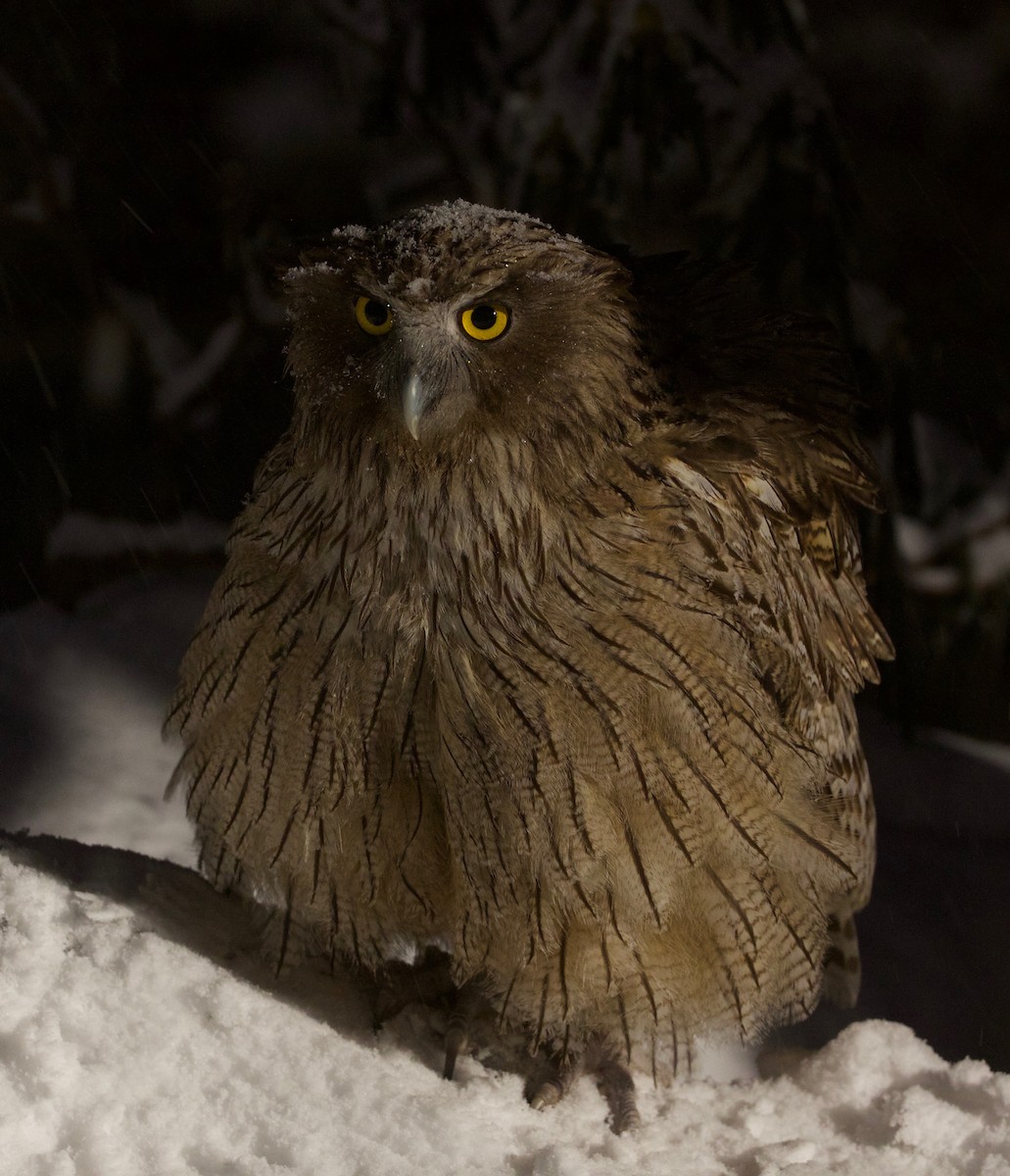 Blakiston's Fish-Owl - Eric Barnes