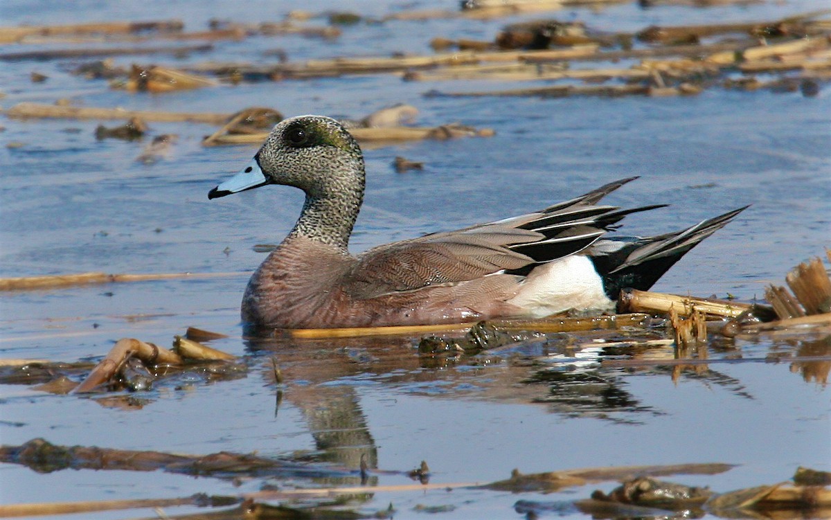 American Wigeon - Jack & Holly Bartholmai