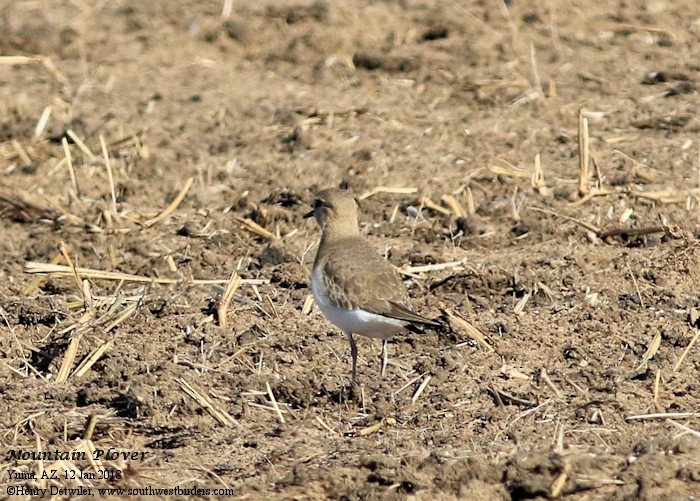 Mountain Plover - Henry Detwiler