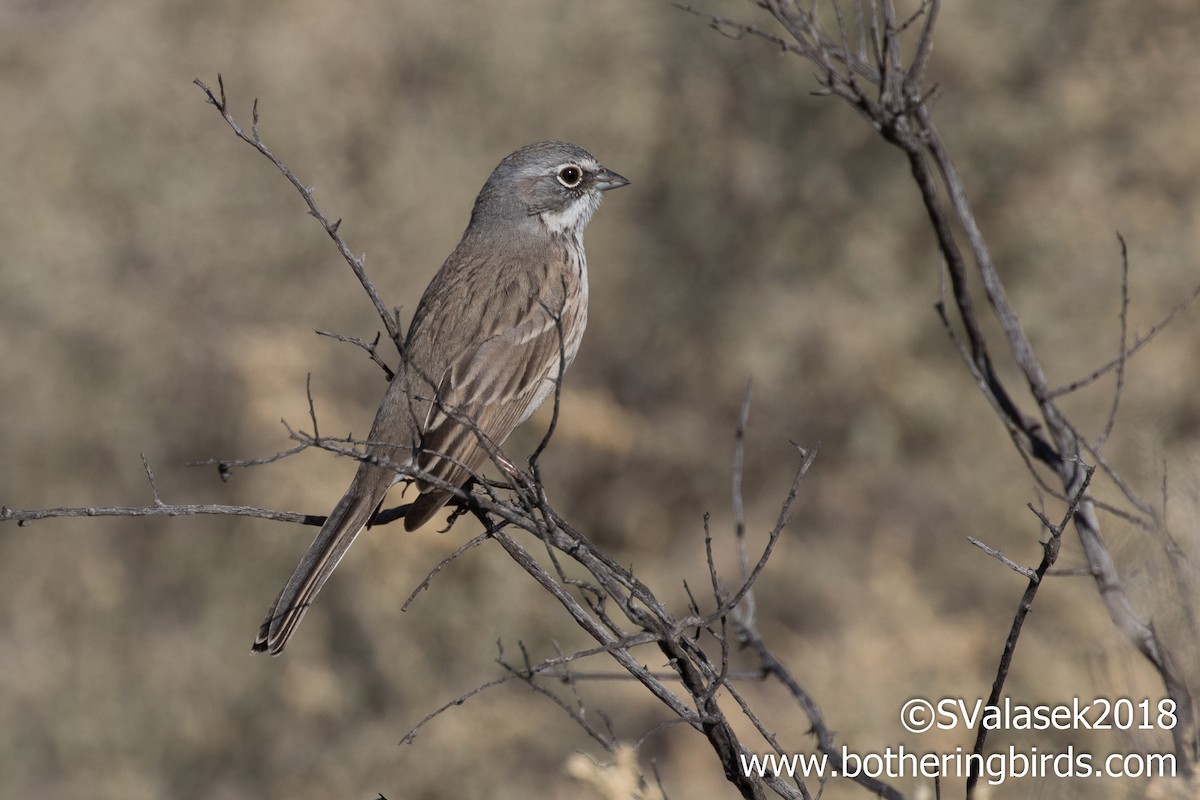 Sagebrush/Bell's Sparrow (Sage Sparrow) - Steve Valasek