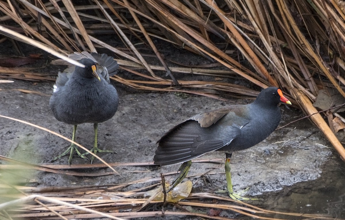 Common Gallinule - Ben  Valdez