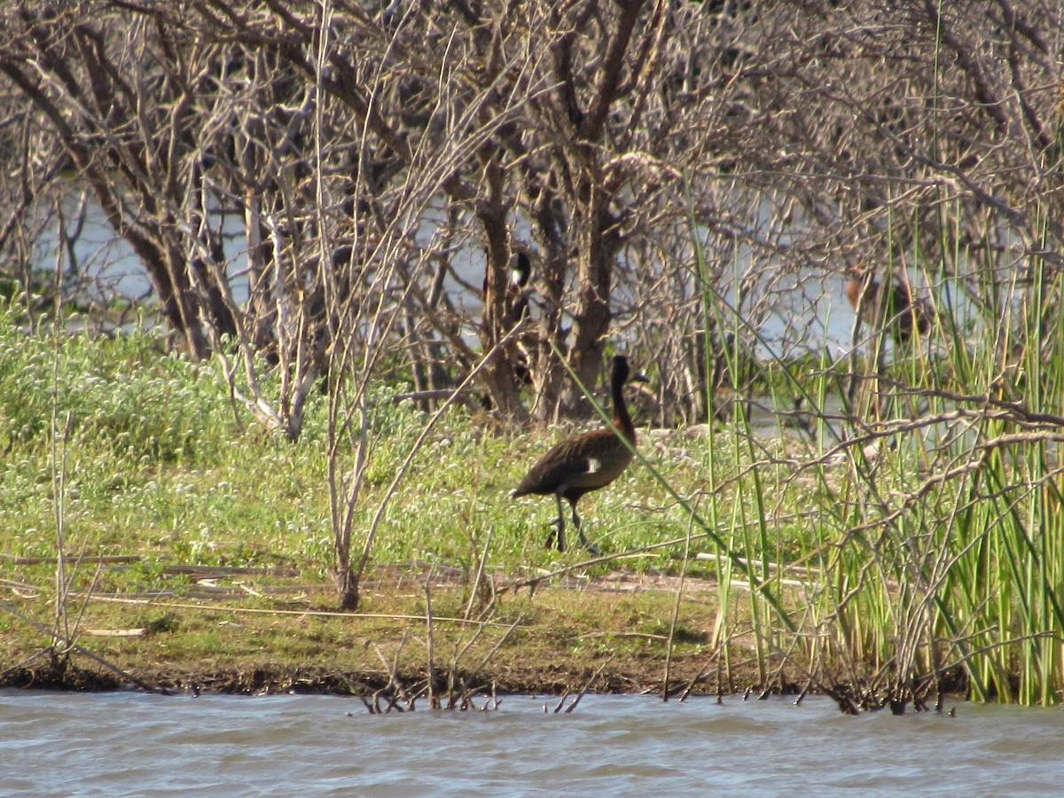 White-faced Whistling-Duck - ML81650561