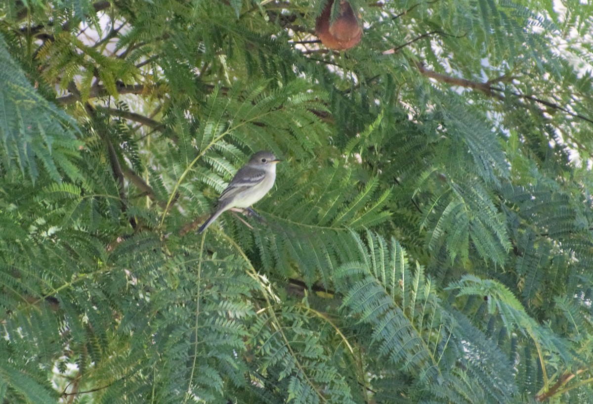 Gray Flycatcher - Dessi Sieburth