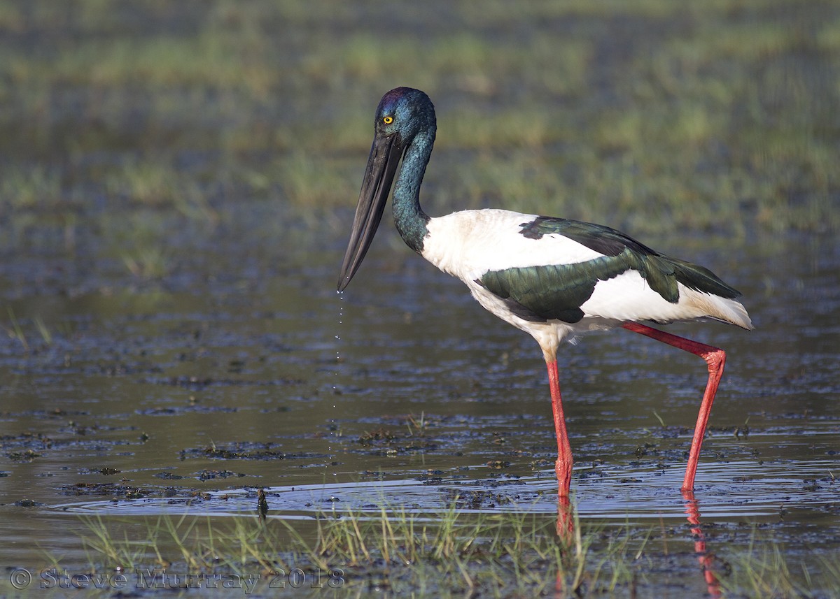 Black-necked Stork - Stephen Murray