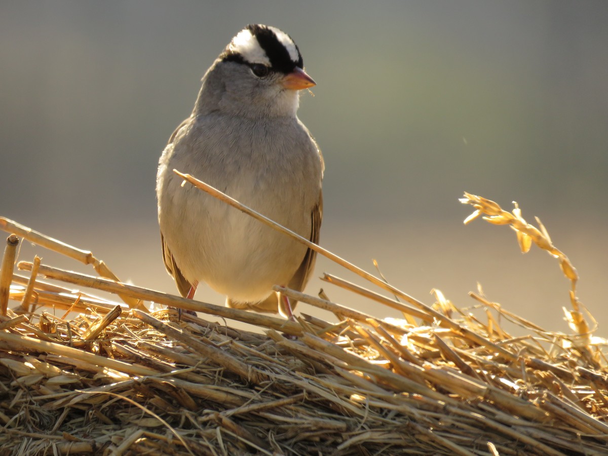 White-crowned Sparrow - ML81653851