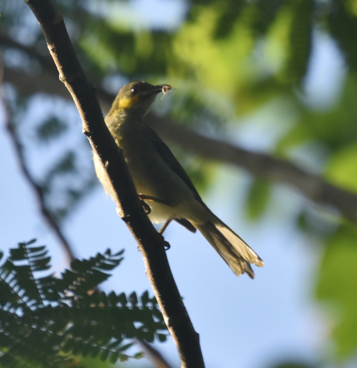 Eastern Wattled-Honeyeater - ML81654021