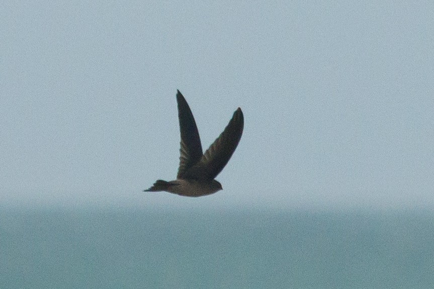 dark swiftlet sp. - ML81654721