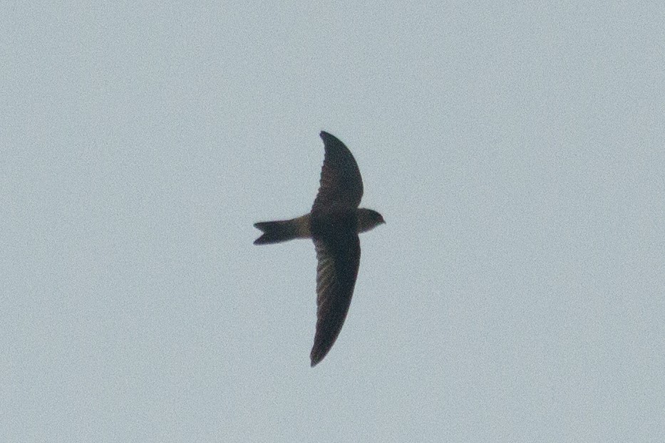 dark swiftlet sp. - Nigel Jackett