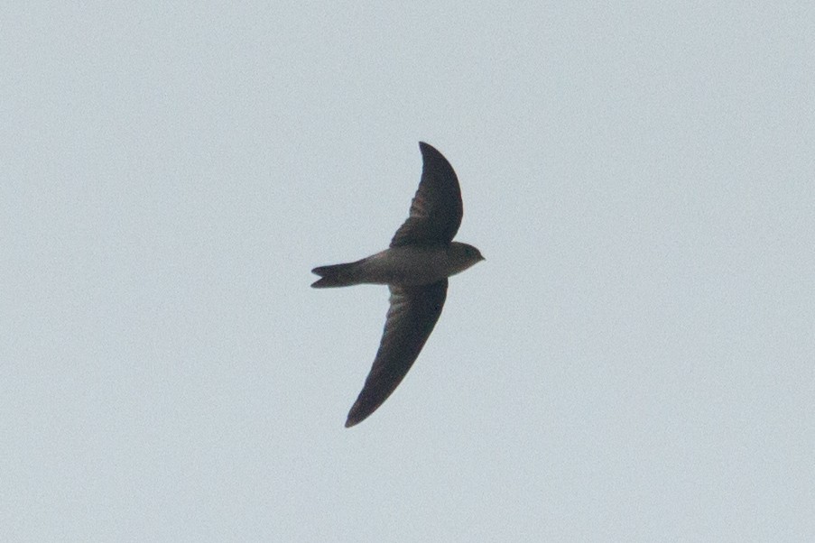 dark swiftlet sp. - ML81654821