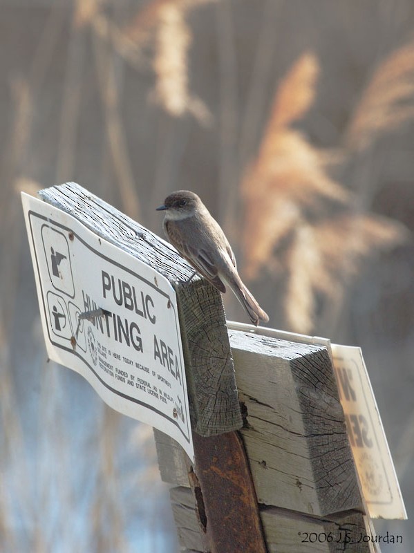 Eastern Phoebe - ML81657061