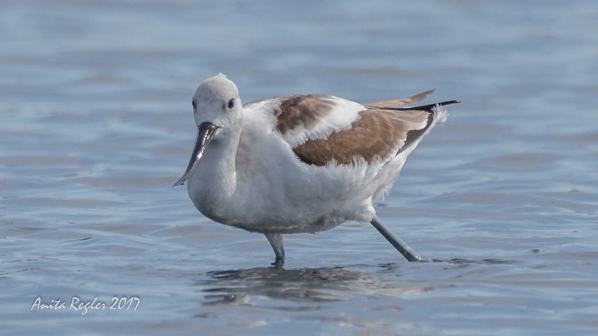 American Avocet - ML81657521