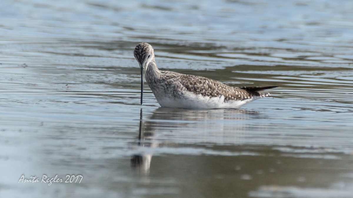 American Avocet - ML81657561