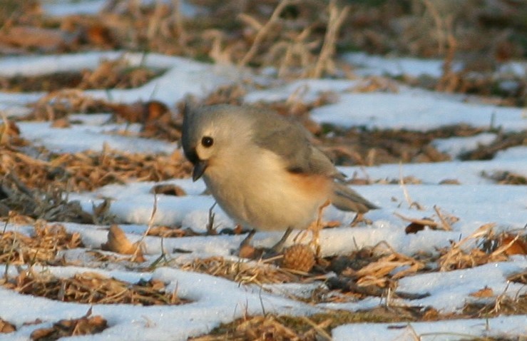 Tufted Titmouse - Devin Moon