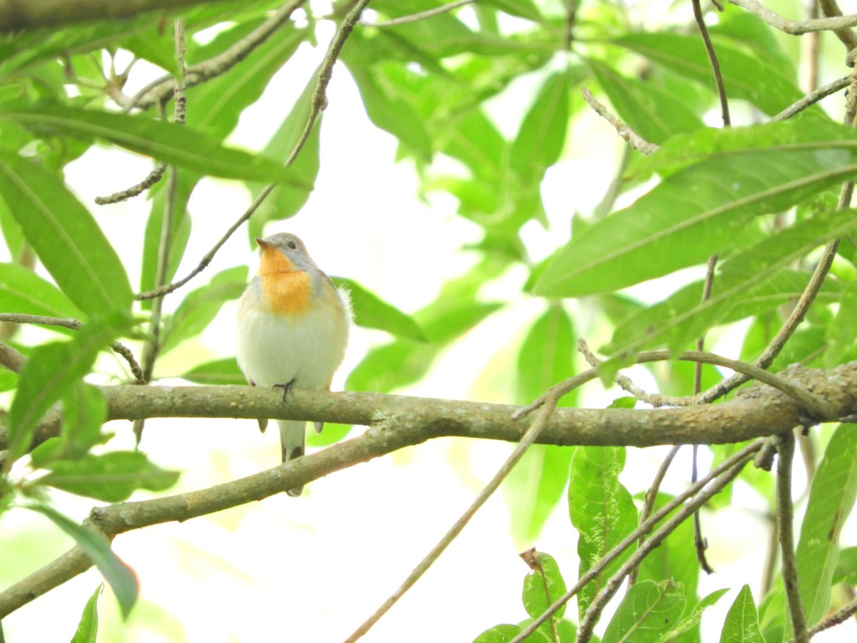 Red-breasted Flycatcher - ML81658211