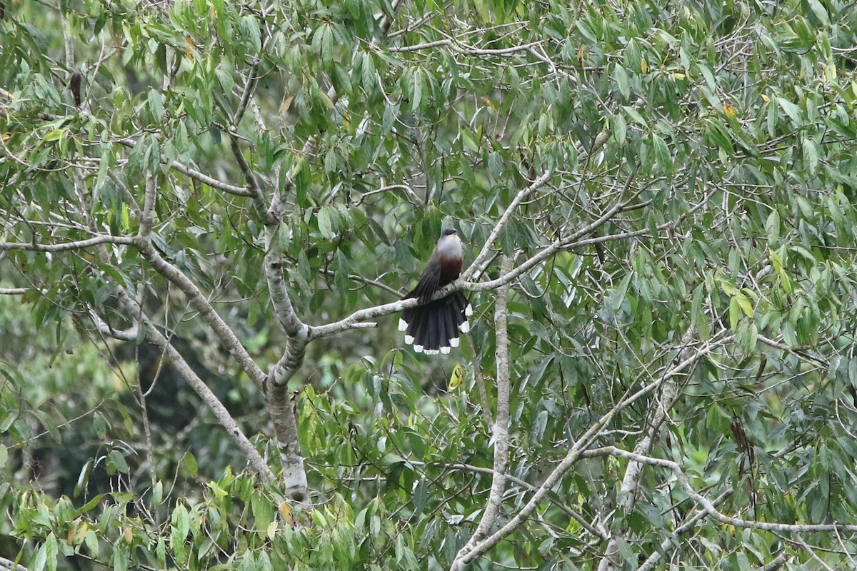 Chestnut-bellied Cuckoo - Olivier Langrand