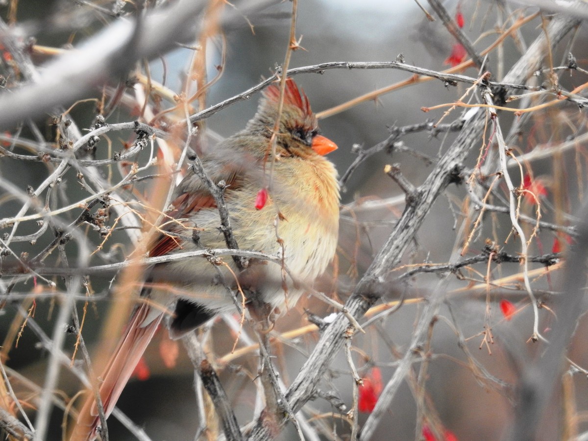 Northern Cardinal - Alan Barnard