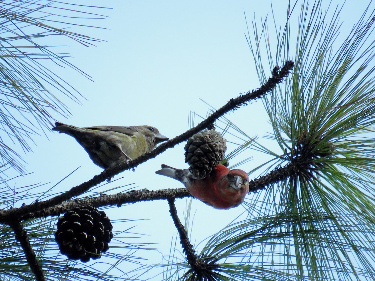 Red Crossbill - ML81660231