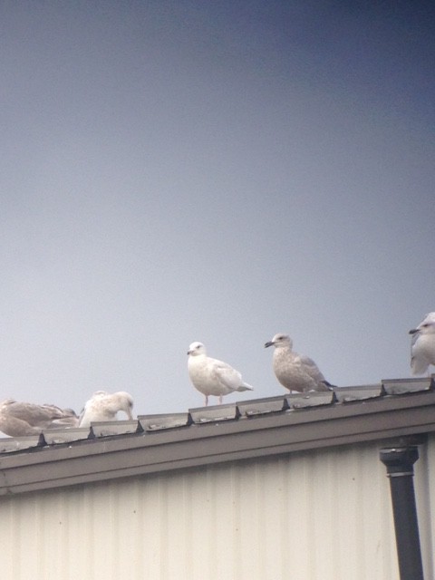 Glaucous Gull - ML81661141