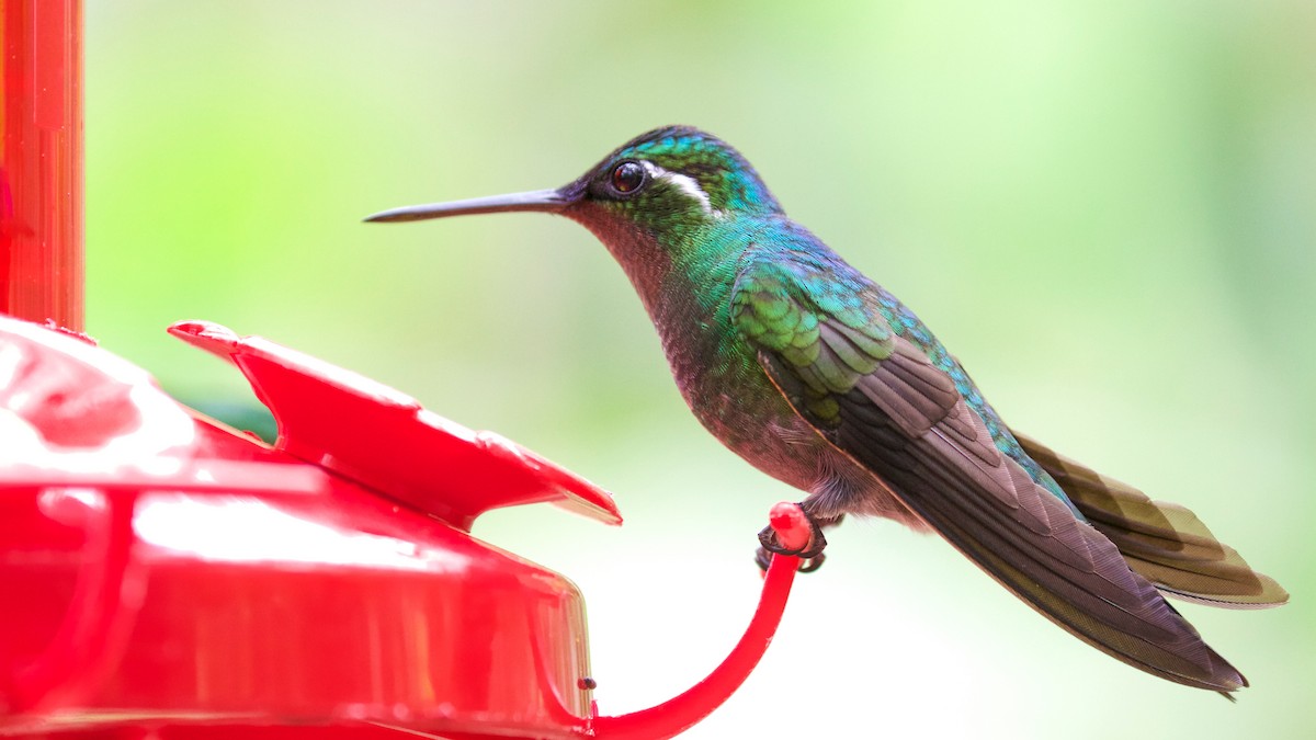 Colibri à gorge pourprée - ML81662011