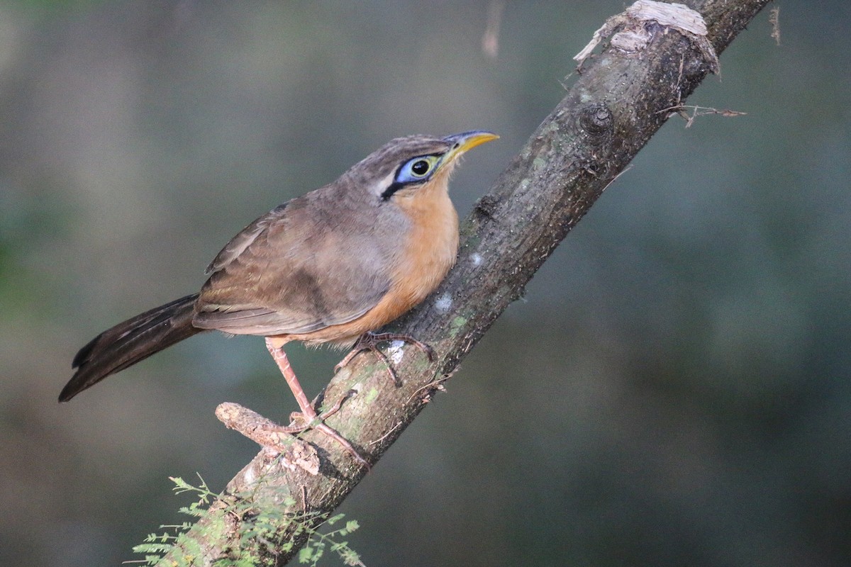 Lesser Ground-Cuckoo - Alec Hopping