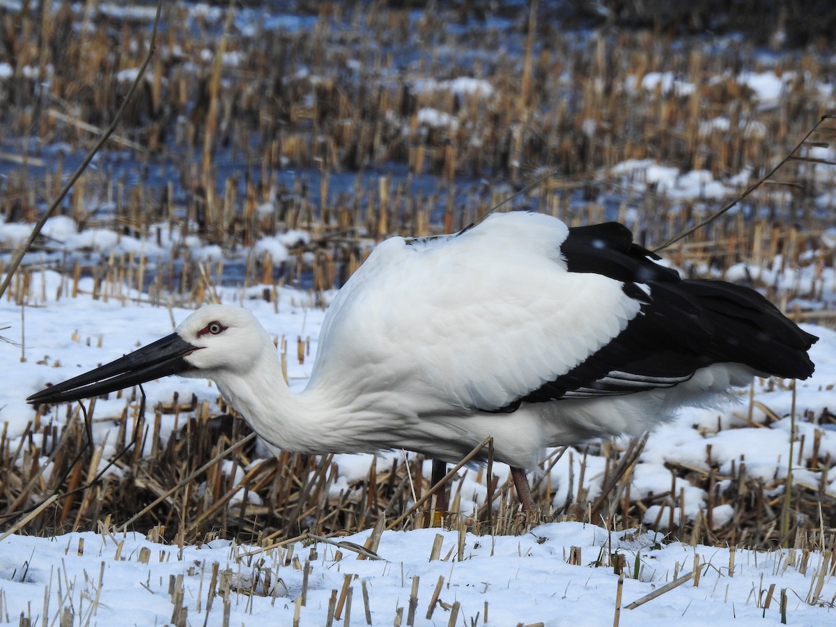 Schwarzschnabelstorch - ML81662201