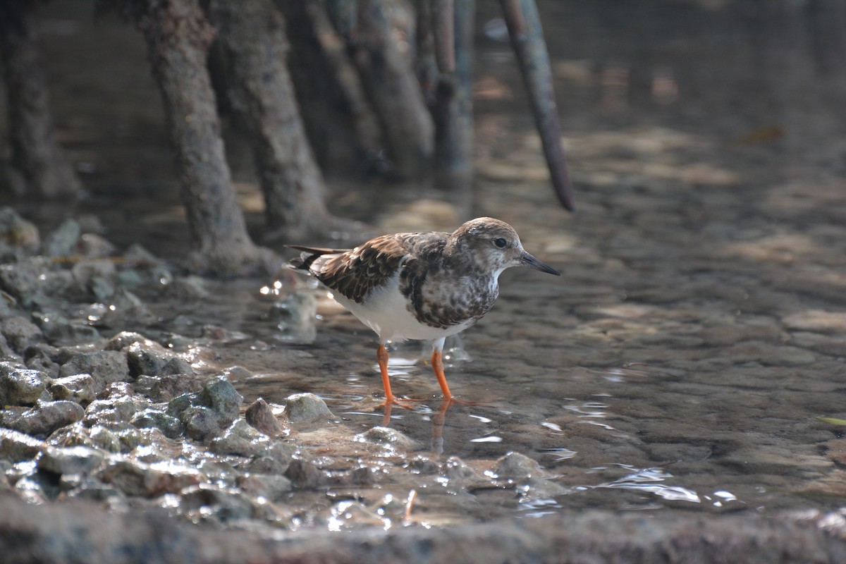 Ruddy Turnstone - Eric  Newton