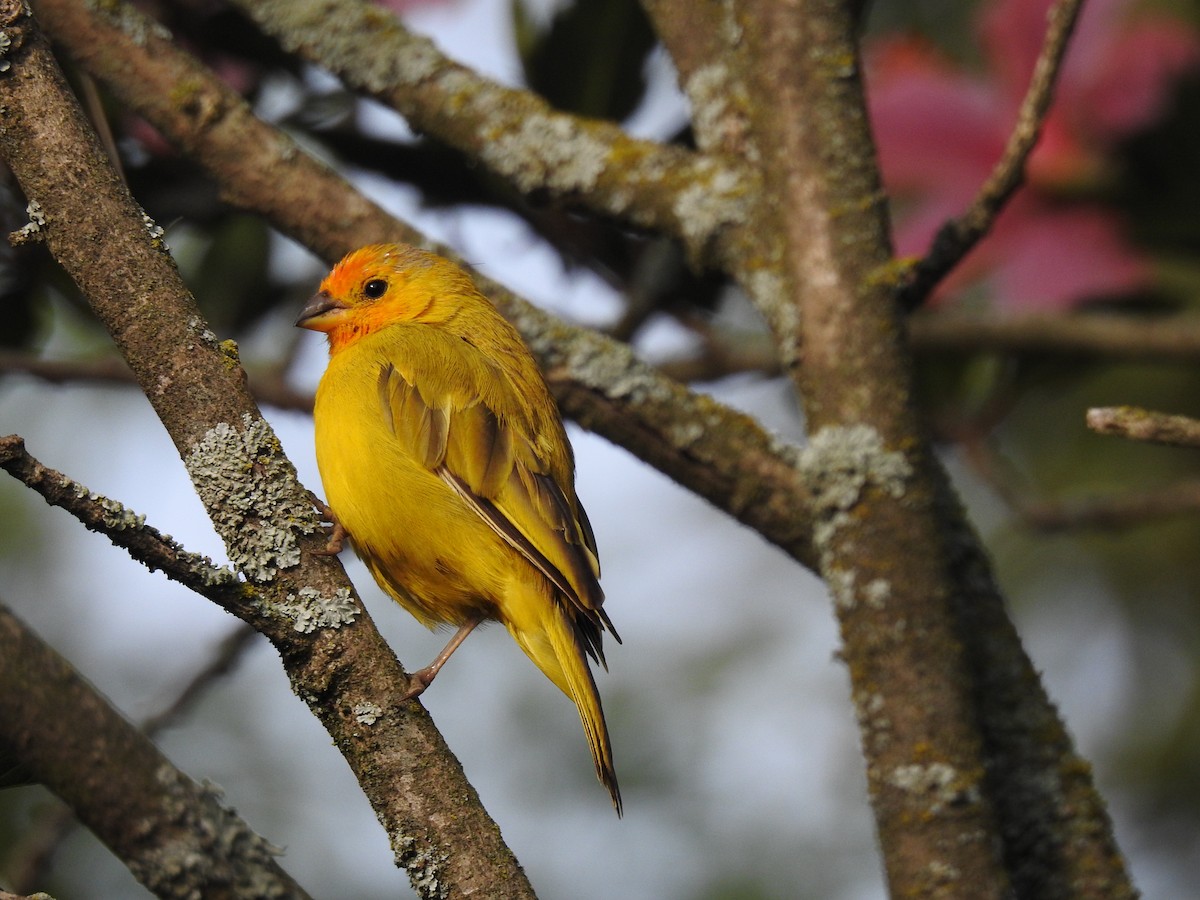 Saffron Finch - ML81662871