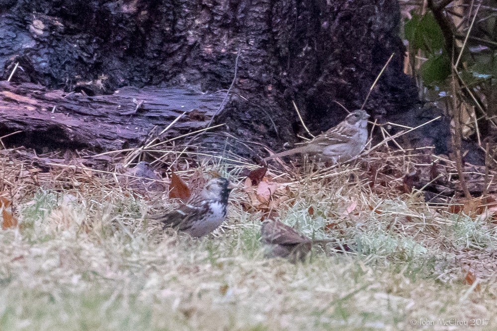 Harris's Sparrow - ML81663801