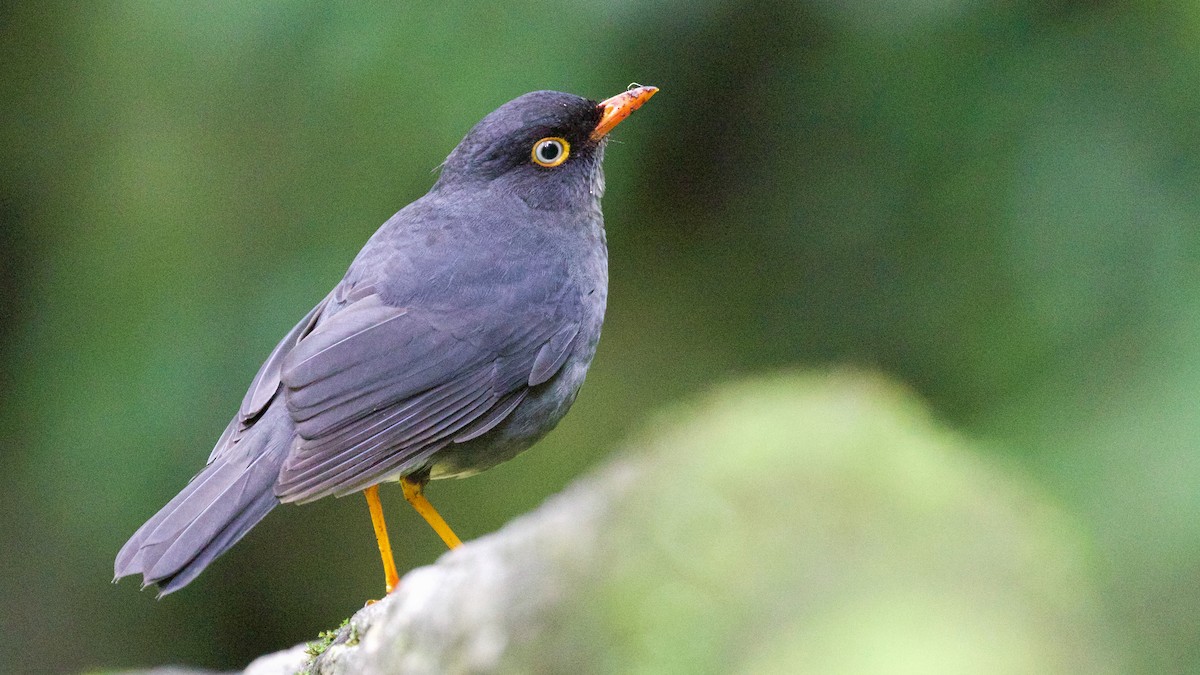 Slaty-backed Nightingale-Thrush - Gates Dupont