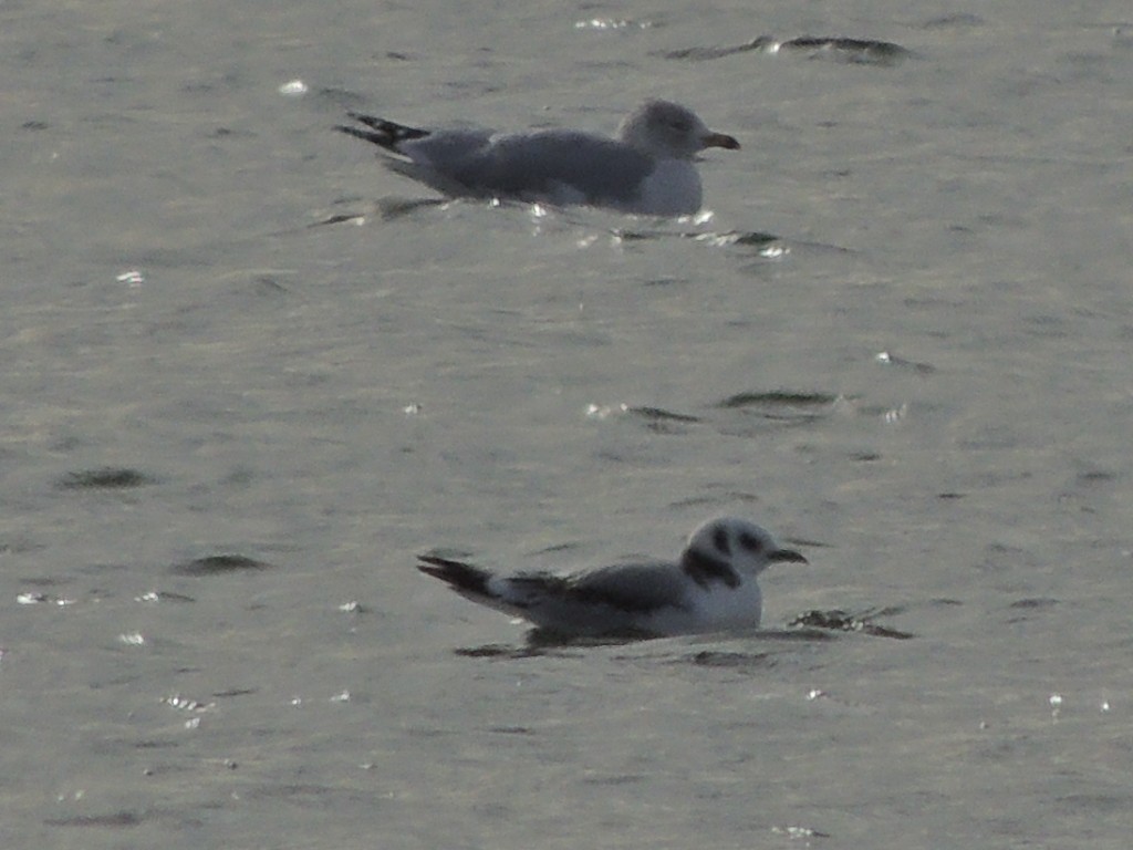 Mouette tridactyle - ML81665041