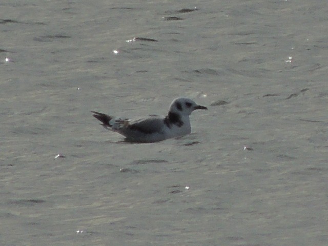 Mouette tridactyle - ML81665051