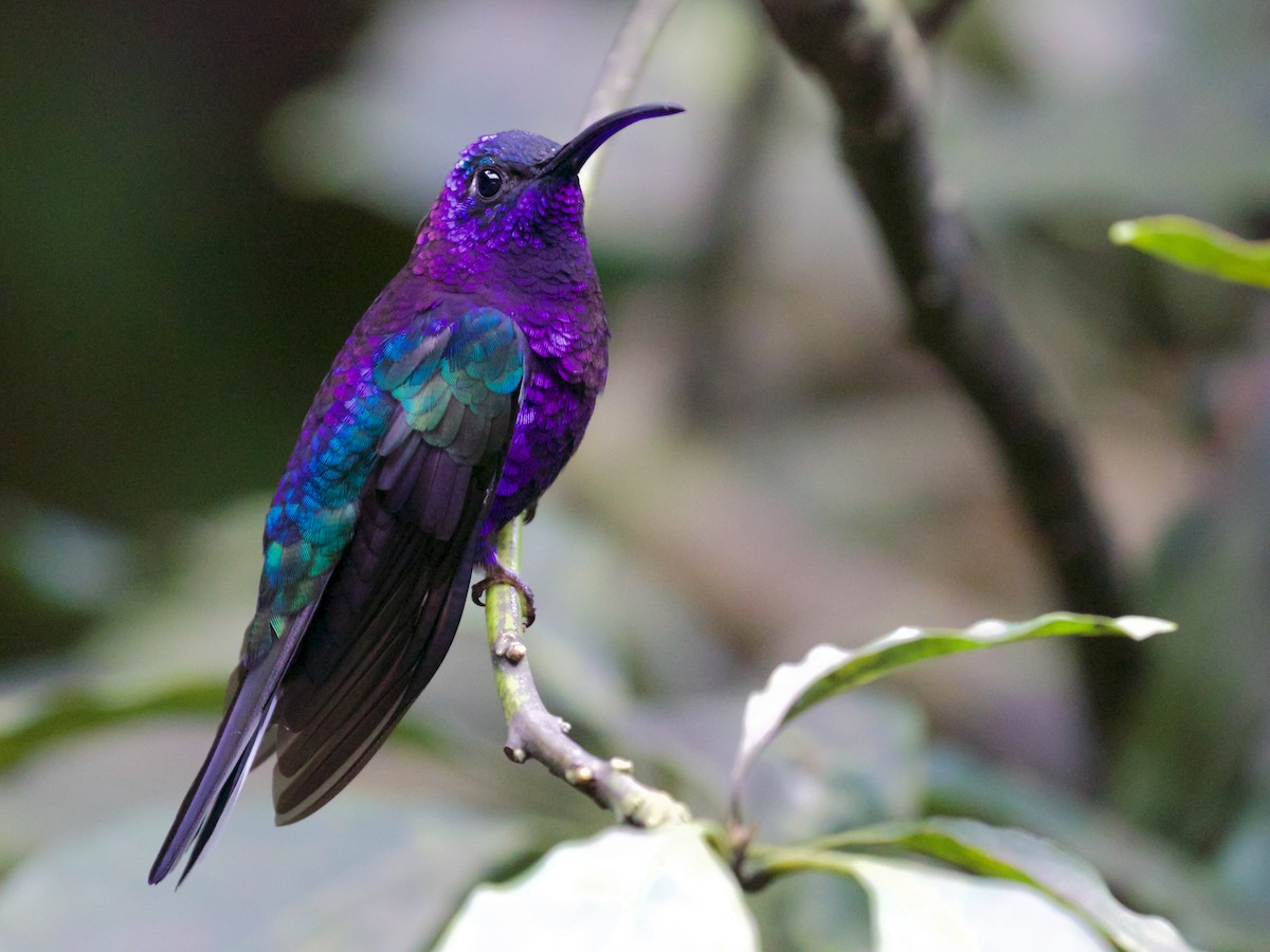 Violet Sabrewing - Gates Dupont