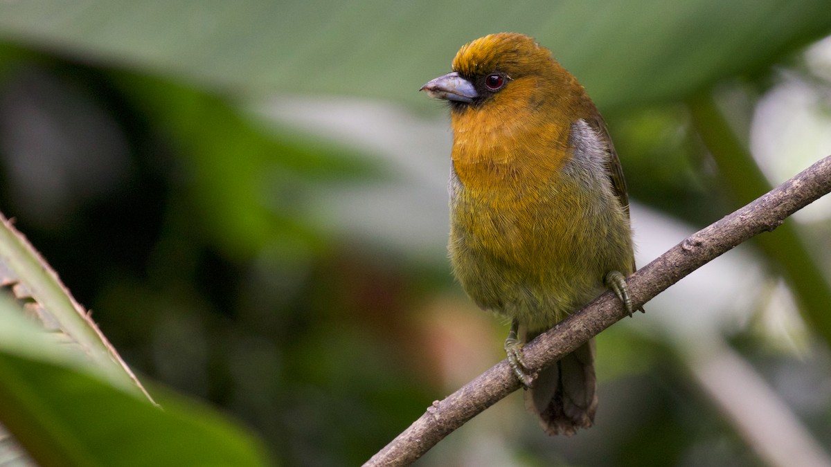 Prong-billed Barbet - ML81665361