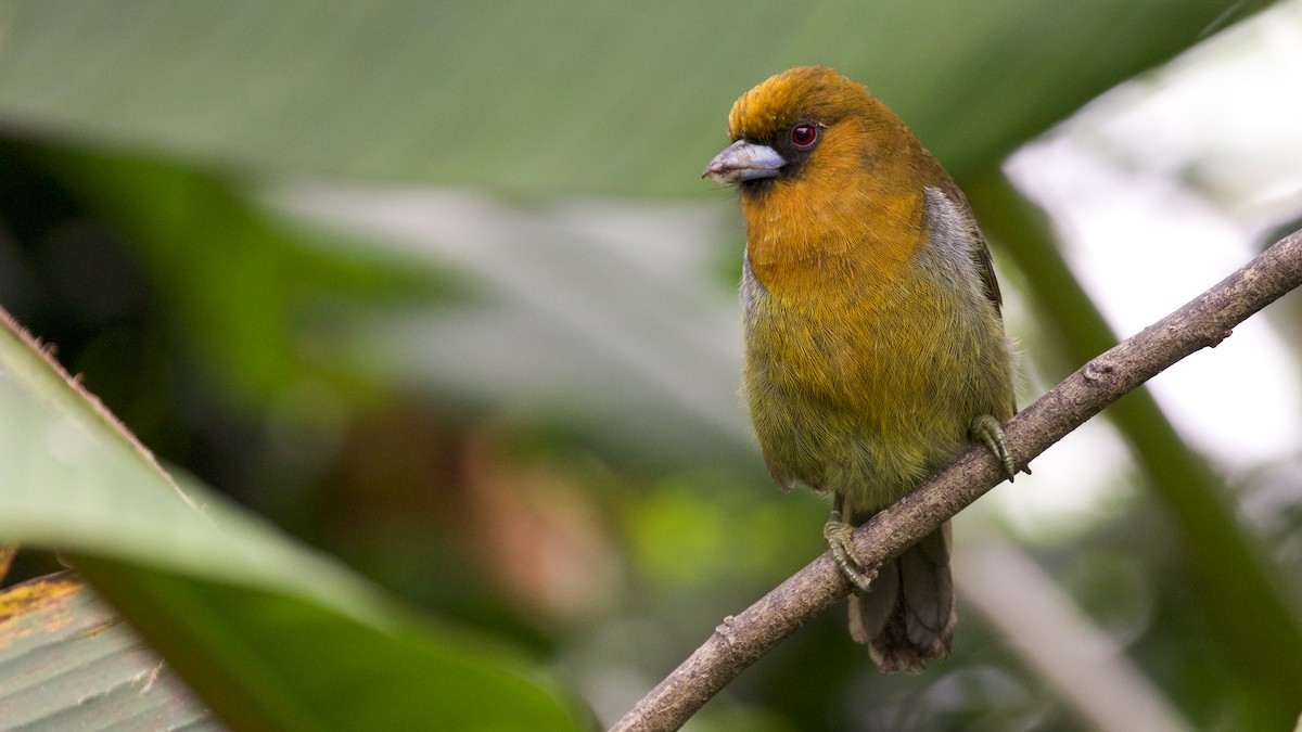 Prong-billed Barbet - ML81665381