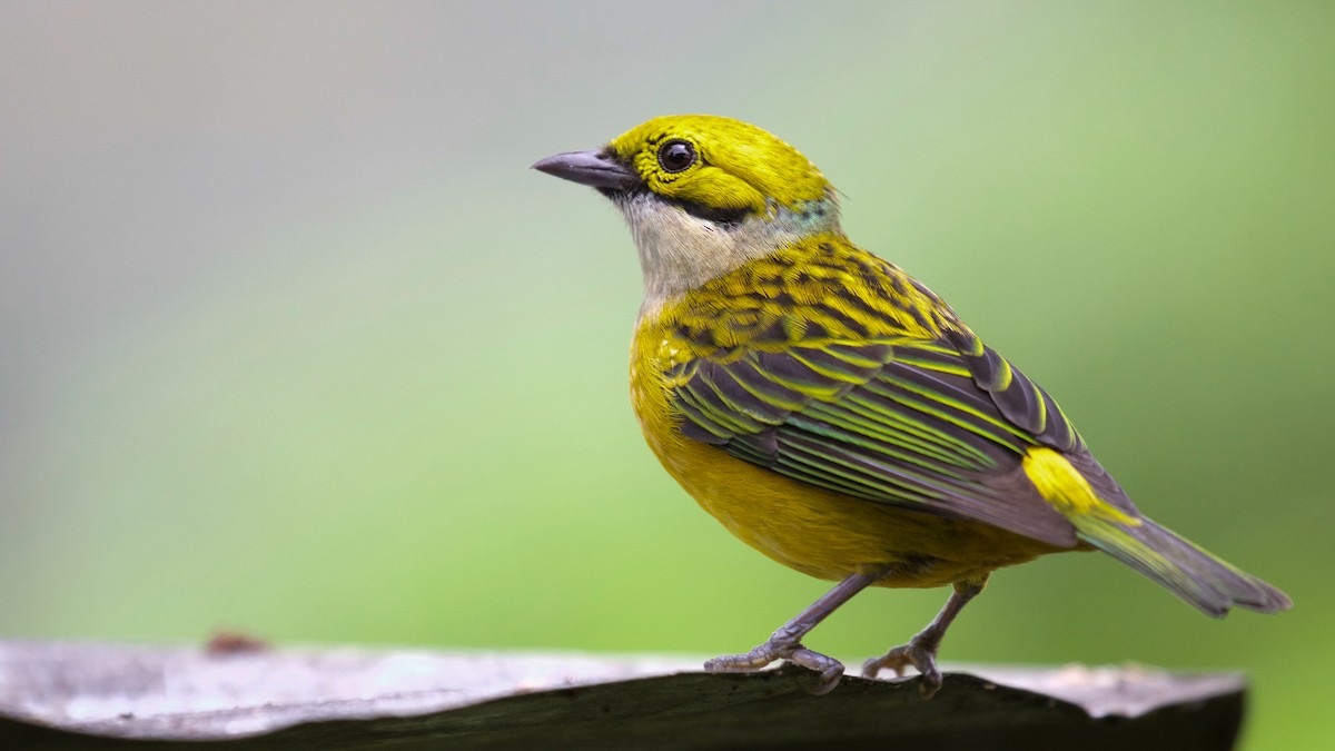 Silver-throated Tanager - ML81665811