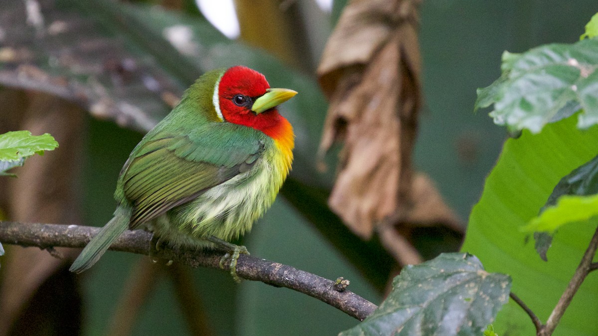 Red-headed Barbet - ML81665991