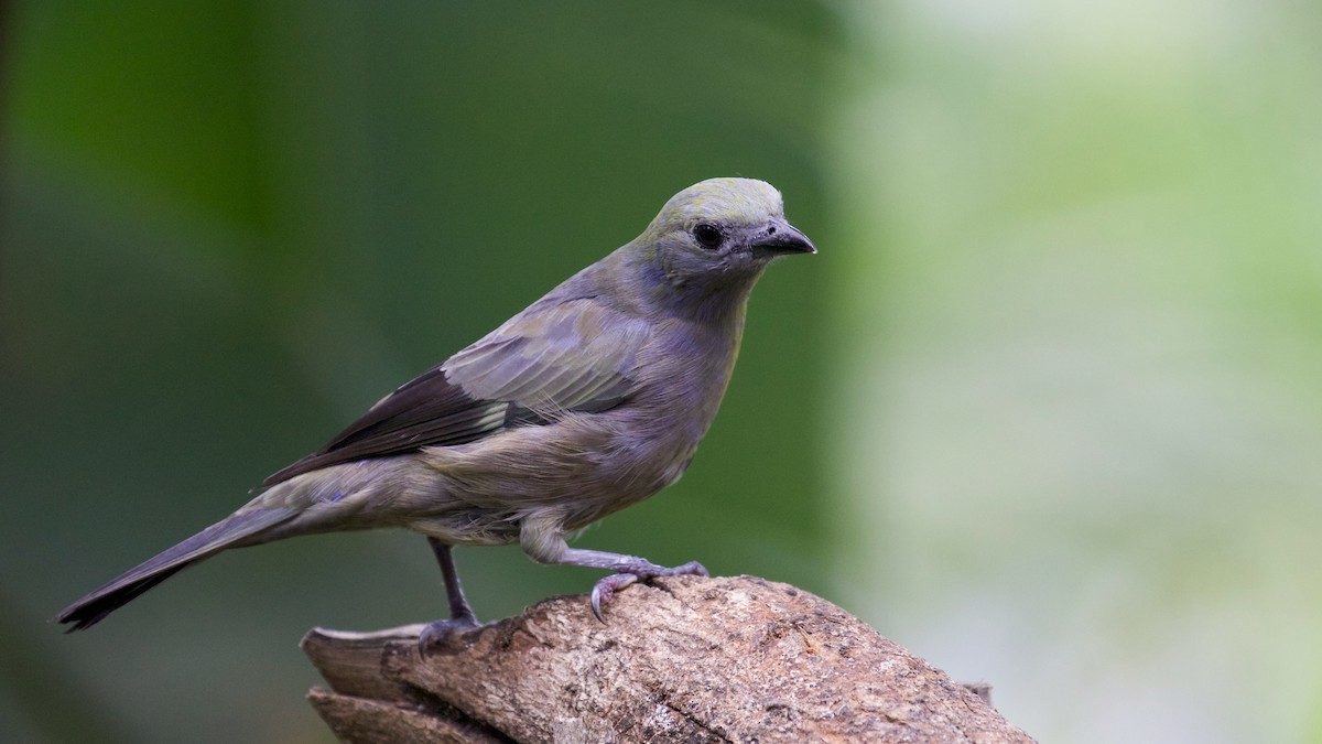 Palm Tanager - ML81666441