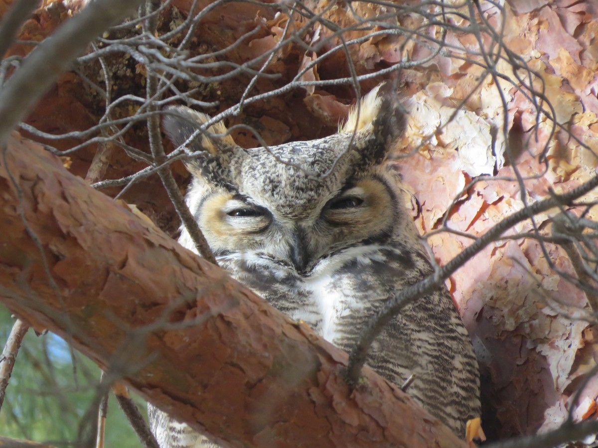 Great Horned Owl - Neldon Kunz