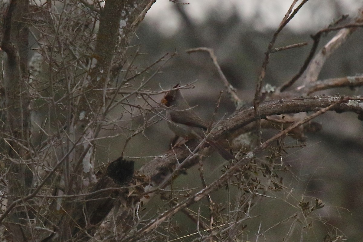 Pyrrhuloxia - ML81668041