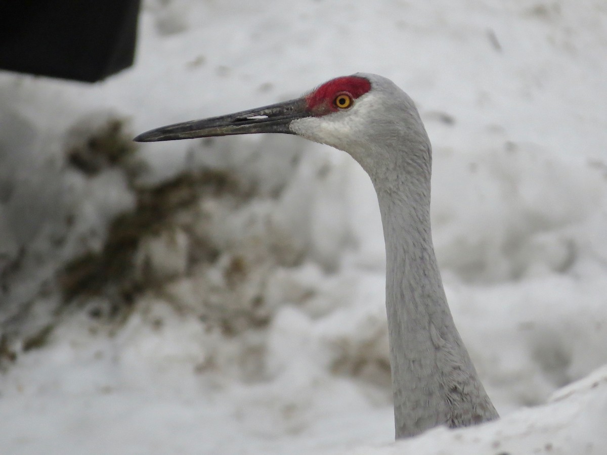 Sandhill Crane - ML81668421