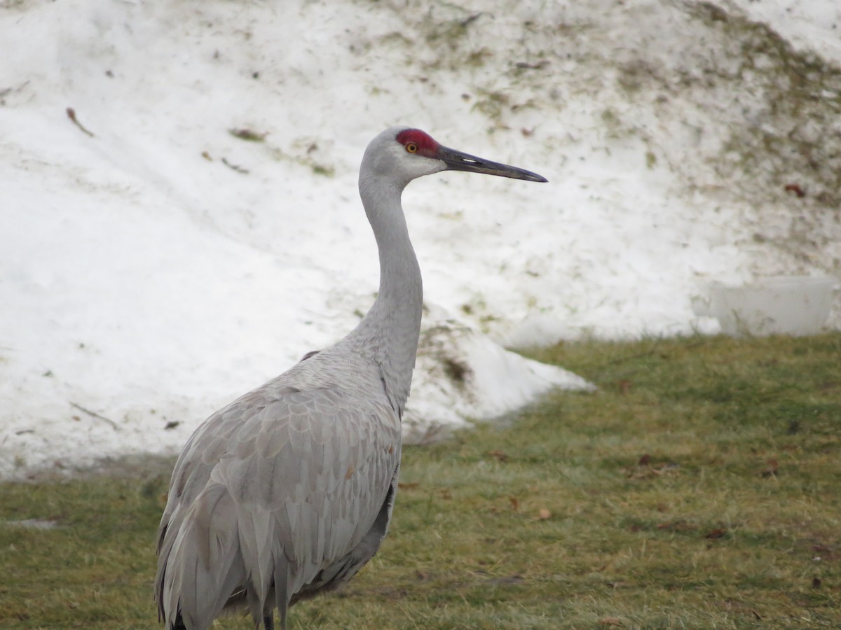 Sandhill Crane - ML81668441