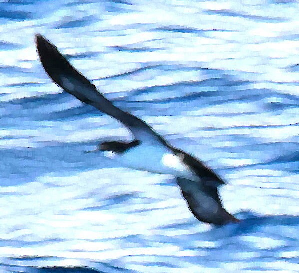 Galapagos Shearwater - ML81668551