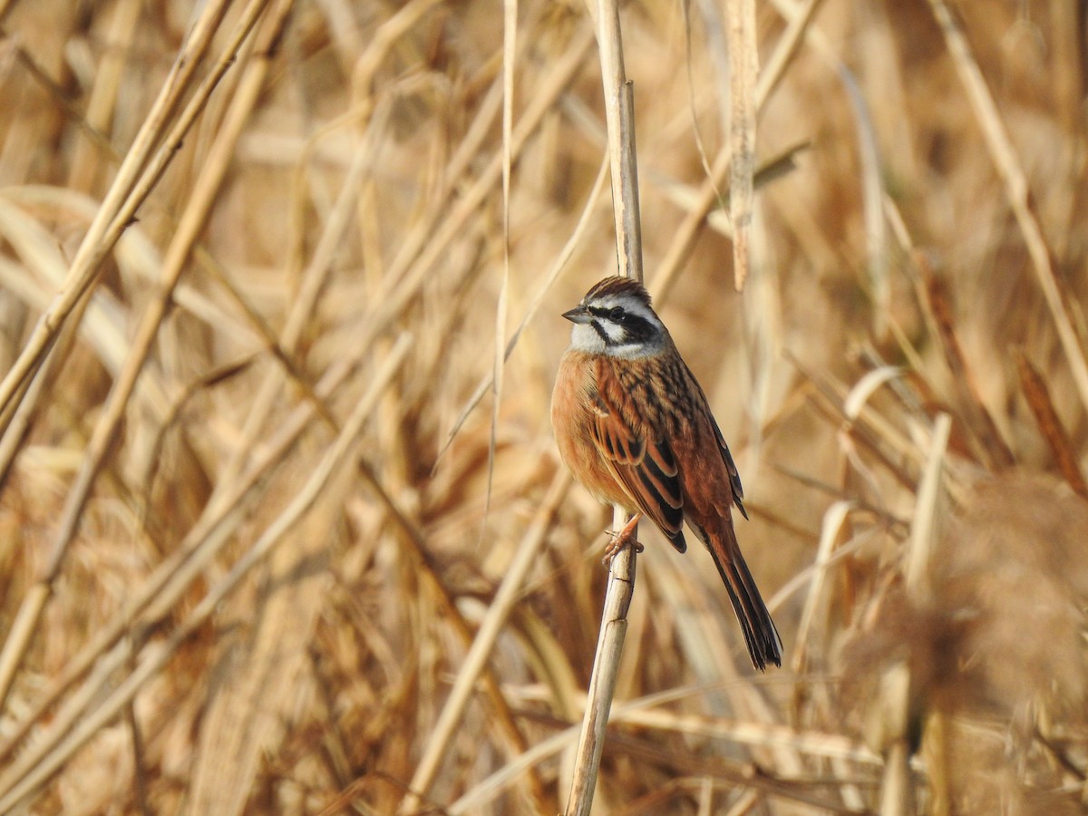 Meadow Bunting - Pam Rasmussen