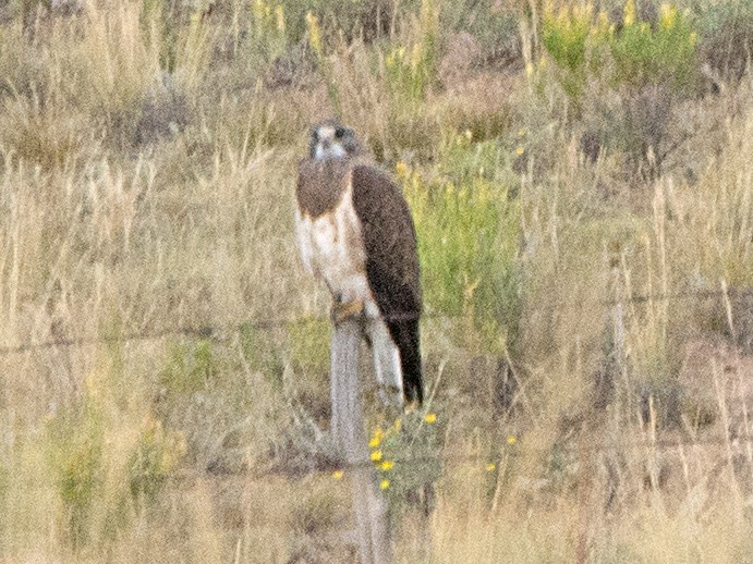 Swainson's Hawk - ML81669831