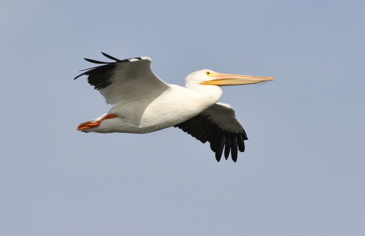 American White Pelican - ML81670231