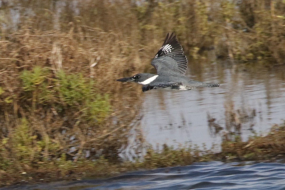 Belted Kingfisher - ML81670261