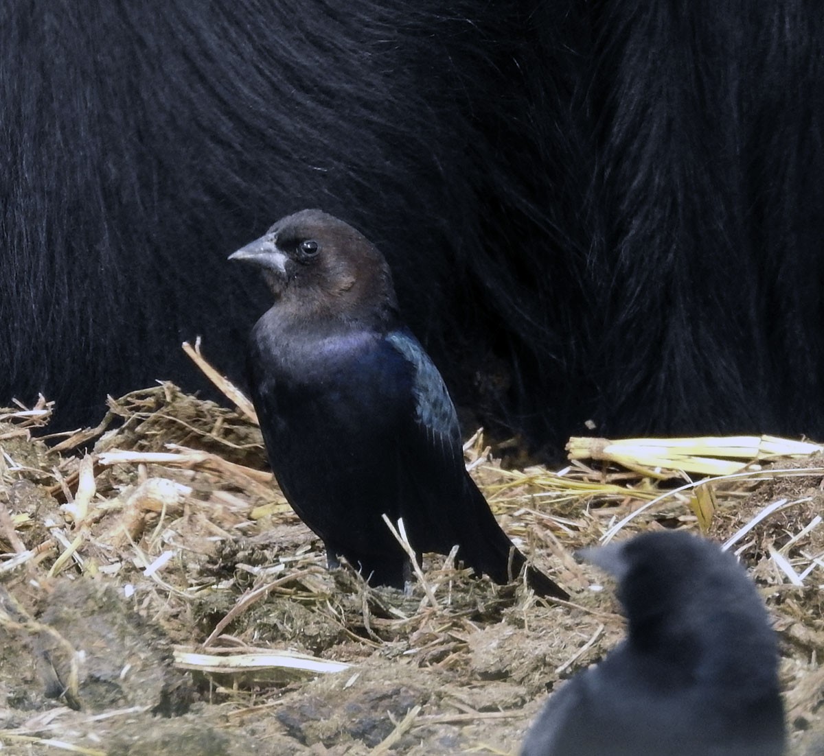 Brown-headed Cowbird - ML81670441