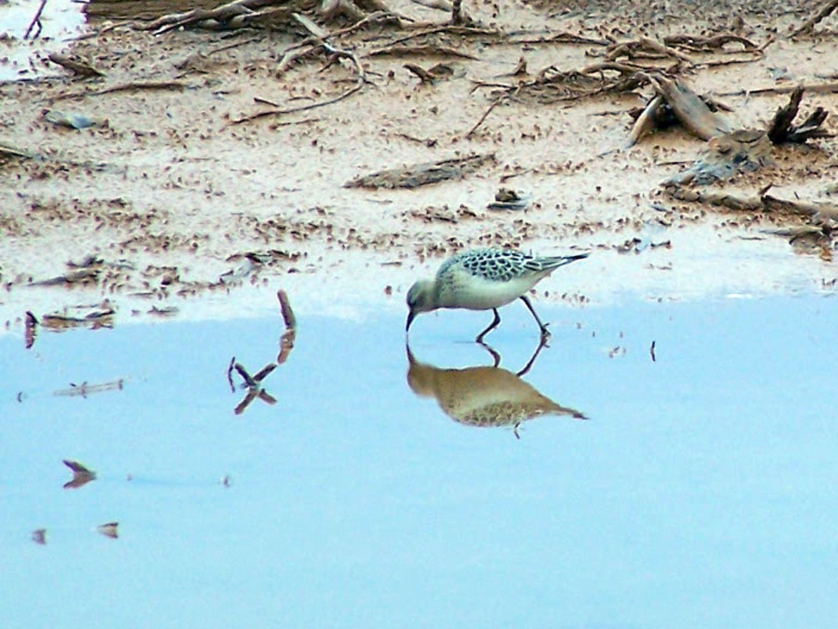 Buff-breasted Sandpiper - ML81671821