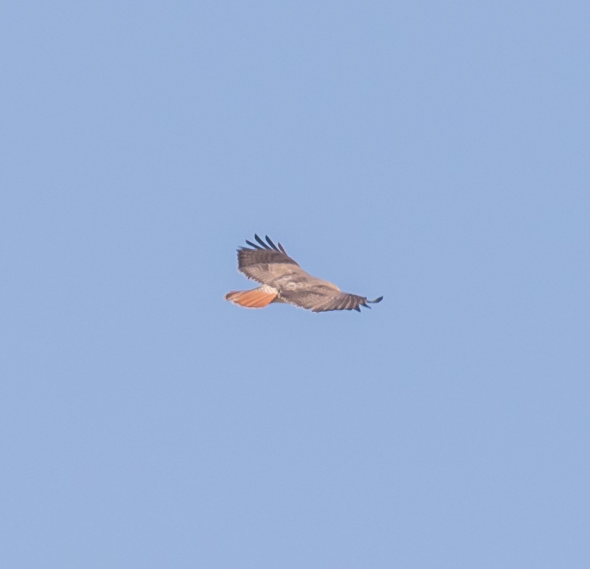 Red-tailed Hawk - ML81672921