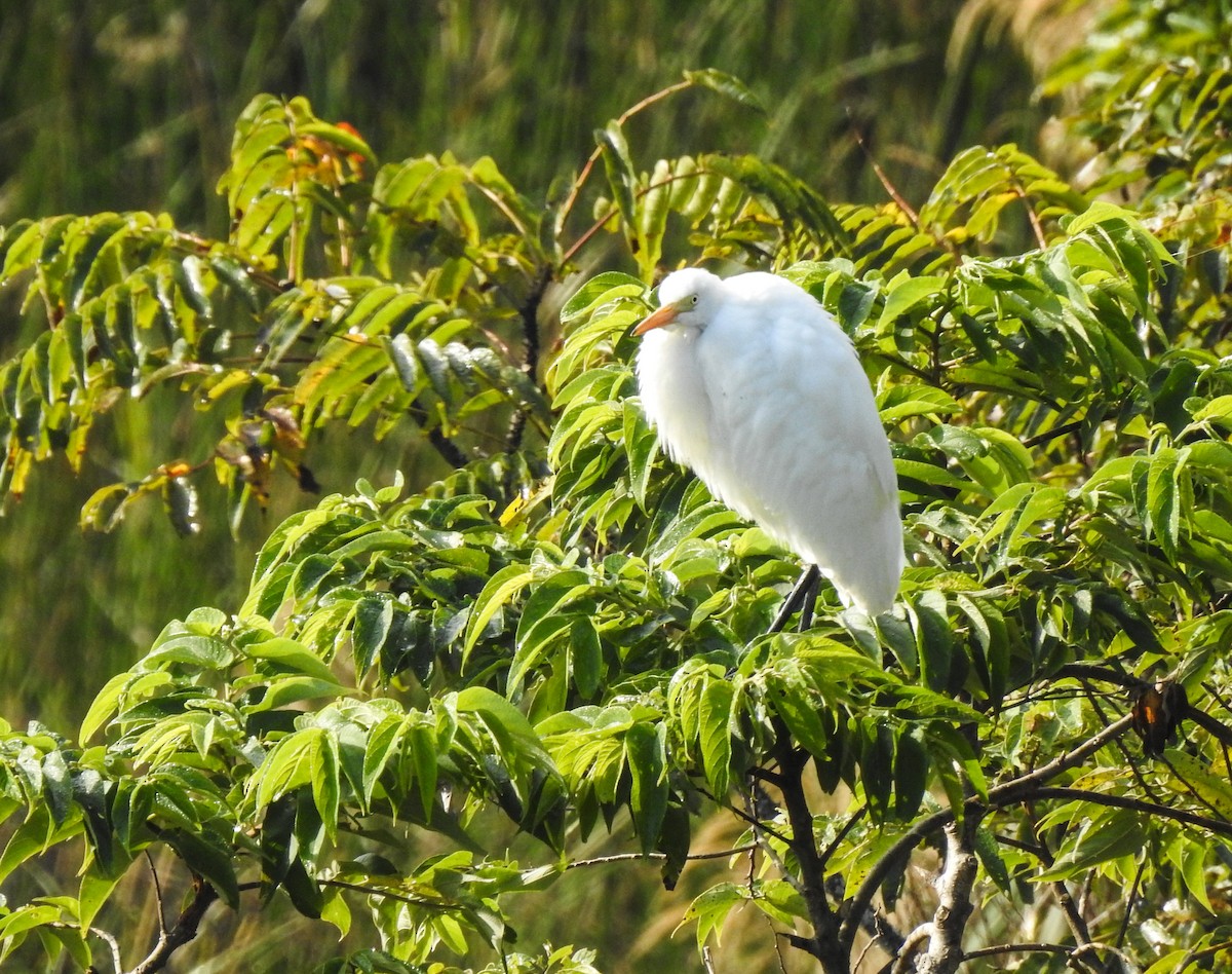 Medium Egret - ML81673151